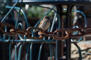 Kahverengi tüylü serçe güneşe tünemiş. Kentsel kuşlar. Nesli tükenmekte olan hayvanlar