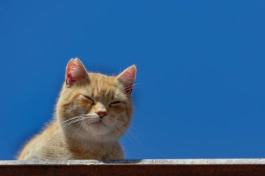 Taştan yapılmış bir kasabanın sokaklarında sakince güneşe bakan kedi.