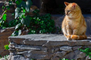 Taştan yapılmış bir kasabanın sokaklarında sakince güneşe bakan kedi.