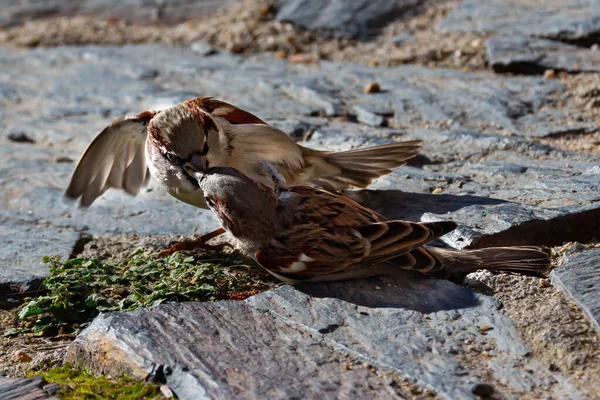 Kahverengi Tüylü Serçe Güneşe Tünemiş Kentsel Kuşlar Nesli Tükenmekte Olan — Stok fotoğraf