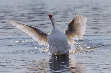 Gölde beyaz tüylü kazlar. Akvaryum kuşları. Beyaz tüylü ve turuncu gagalı bir kuş.