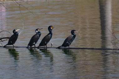 Kara tüylü karabatak kuşları bir gölün suyuna tünediler.