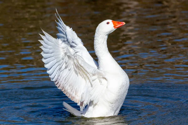 Oies Plumes Blanches Dans Lac Oiseaux Acidulés Oiseau Plumes Blanches — Photo