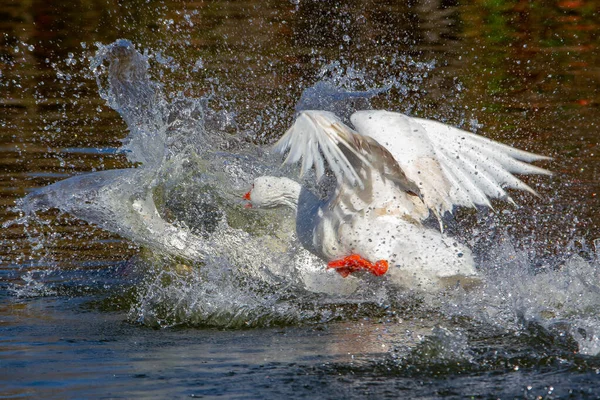 Gansos Penas Brancas Num Lago Aves Aquáticas Pássaro Com Penas — Fotografia de Stock