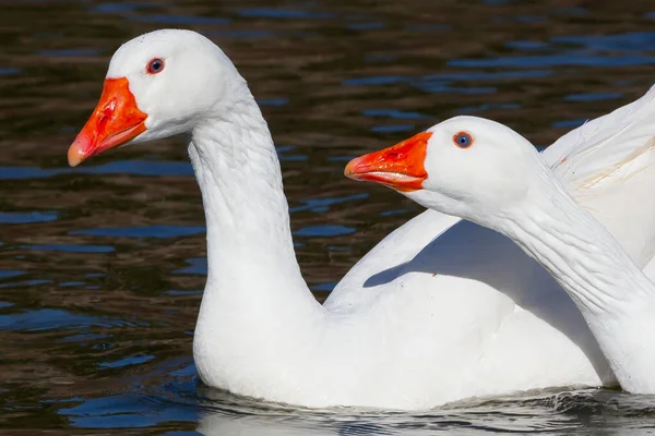 Gansos Penas Brancas Num Lago Aves Aquáticas Pássaro Com Penas — Fotografia de Stock