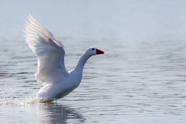 Weißfedergänse Einem See Akustische Vögel Vogel Mit Weißen Federn Und — Stockfoto