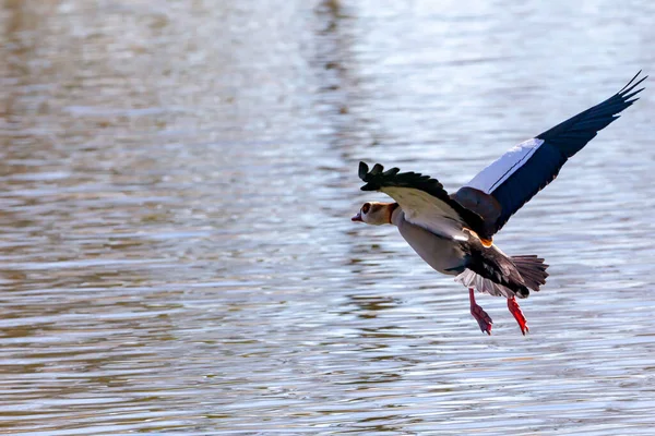Gansos Plumas Marrones Lago Aves Acuáticas Pájaro Con Plumas Marrones — Foto de Stock