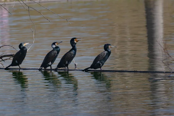 Ομάδα Μαύρων Φτερωτών Κορμοράνων Σκαρφαλωμένων Στο Νερό Μιας Λίμνης — Φωτογραφία Αρχείου
