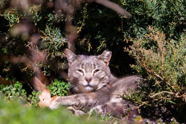 Sokak kedileri öğle güneşinde uzanıyor.