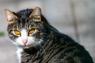 Sokak kedileri öğle güneşinde uzanıyor.