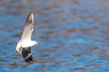 Beyaz martı göletin suları üzerinde uçuyor. Kentsel kuşlar. Kanatları açık su kuşları