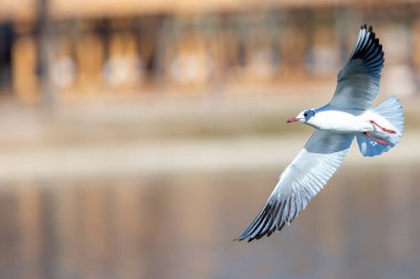 Beyaz martı göletin suları üzerinde uçuyor. Kentsel kuşlar. Kanatları açık su kuşları