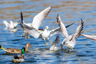 Beyaz martı göletin suları üzerinde uçuyor. Kentsel kuşlar. Kanatları açık su kuşları