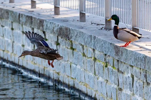 Bunte Ente Mit Offenen Flügeln Auf Dem Teich — Stockfoto