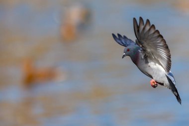 Gri tüylü güvercinler göl veya göl üzerinde uçuyor. Kentsel kuşlar. Posta güvercinleri