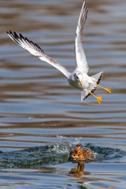 Martılar ve vahşi ördekler yemek için savaşıyor. Hayatta kalmak için savaş. Özgürce su kuşu
