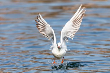 Beyaz kanatlı martılar denizin ve okyanusların üzerinde uçuyor. Acuatic kuşları