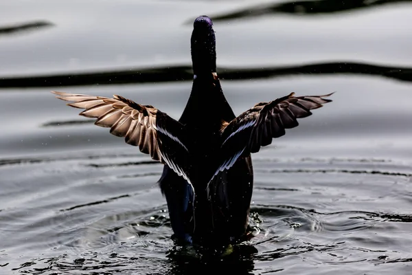 Pombos Penas Cinzentas Voando Sobre Lago Lagoa Aves Urbanas Pombos — Fotografia de Stock