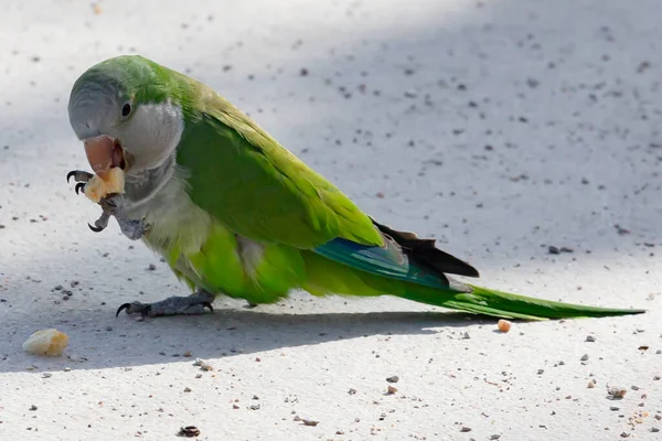 Birds with green feathers called parrots. invasive birds. Birds