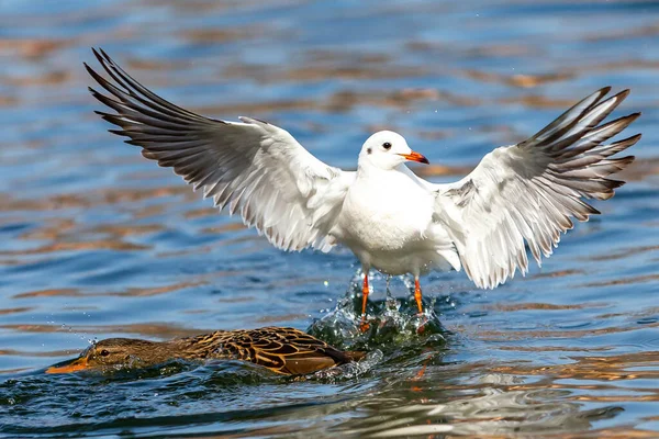 Gulls Wild Ducks Fighting Food Fight Survival Waterfowl Freedom — Stock Photo, Image