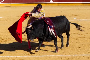 Madrid, İspanya 2 Nisan 2022 'de Madrid' deki El Alamo boğa ringinde düzenlendi. Cesur boğaların dövüşü. Madrid 'deki Chenel Kupası' nda boğa güreşçisi Miguel Tendero.