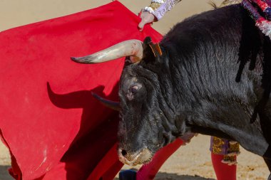 Madrid, İspanya 2 Nisan 2022 'de Madrid' deki El Alamo boğa ringinde düzenlendi. Cesur boğaların dövüşü.