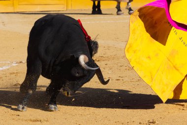 Madrid, İspanya 2 Nisan 2022 'de Madrid' deki El Alamo boğa ringinde düzenlendi. Cesur boğaların dövüşü.