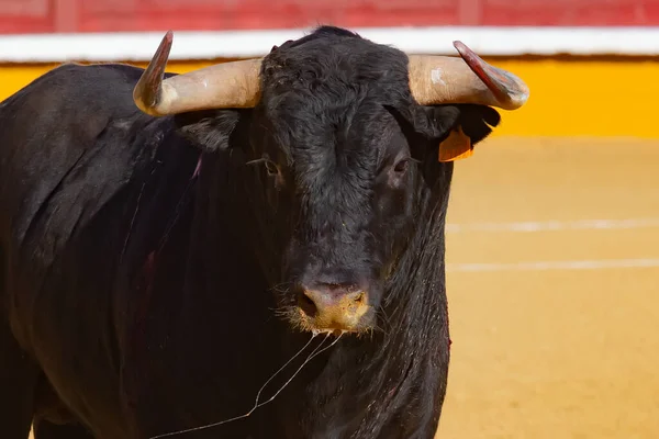 Madrid Španělsko Dubna 2022 Chenelový Pohár Konal Býčí Aréně Alamo — Stock fotografie