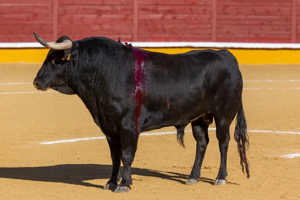 Madrid España Abril 2022 Copa Chenel Celebrada Plaza Toros Alamo — Foto de Stock