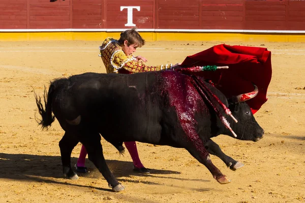 2022年4月2日 スペイン マドリードのエル アラモ ブルリングで開催されたチェネル カップ 勇敢な雄牛と戦う マドリードのチェネルカップ中の闘牛士ハビエル ヒメネス — ストック写真
