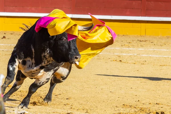 Madrid Spanya Nisan 2022 Madrid Deki Alamo Boğa Ringinde Düzenlendi — Stok fotoğraf