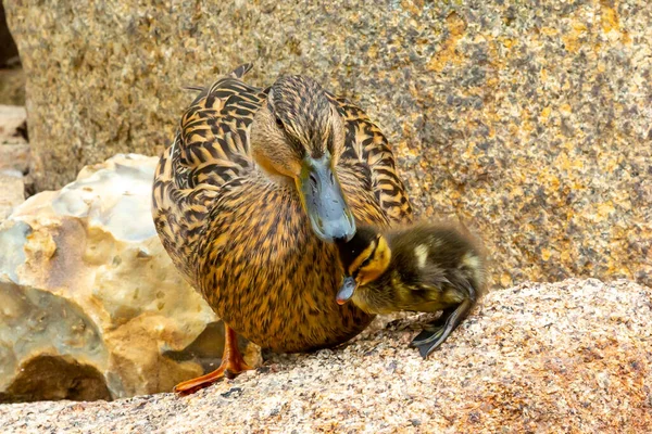 Mamá Agacha Con Sus Patitos Piedra Estanque Pequeño Patito Aves — Foto de Stock