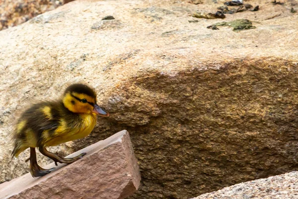 Kleines Braun Gefiedertes Entlein Babyvögel Akustikvögel — Stockfoto