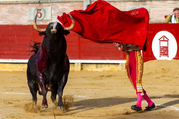 Madrid Spain April 2022 Chenel Cup Miraflores Sierra Brave Bulls — Stock Photo, Image