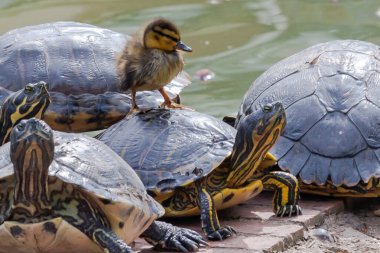 Bir ördek ve bir kaplumbağa gölette yüzdükten sonra bahar güneşinde kururlar.