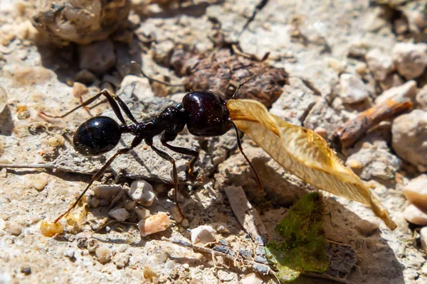 Karınca yuvasına yiyecek taşıyan karıncaların makro fotoğrafı.