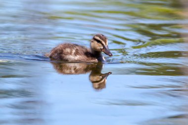 Küçük ördek gölette yüzüyor.