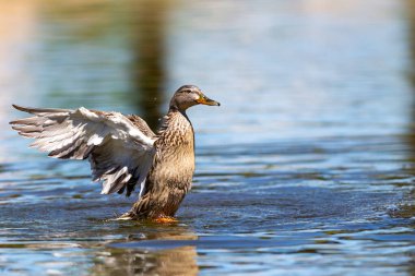 Bir gölün üzerinde açık kanatlı yetişkin ördek.