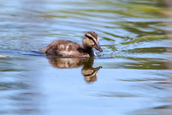 Kleine Ente Schwimmt Teichwasser — Stockfoto