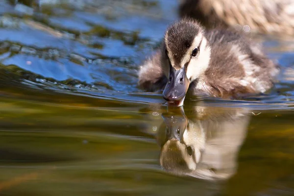 Small Duck Swimming Pond Water — Foto de Stock