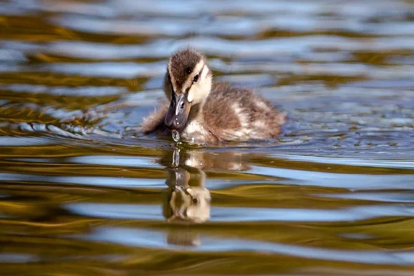 Small Duck Swimming Pond Water — Foto de Stock