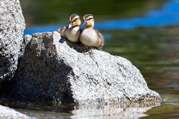 Small Ducks Drying Sun Refreshing Swim Pond — Stockfoto