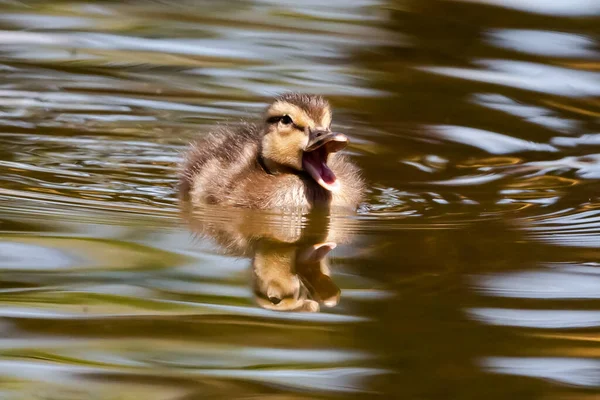 Small Duck Swimming Pond Water — Stockfoto