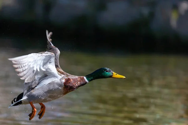 Canard Adulte Aux Ailes Ouvertes Sur Eau Étang — Photo