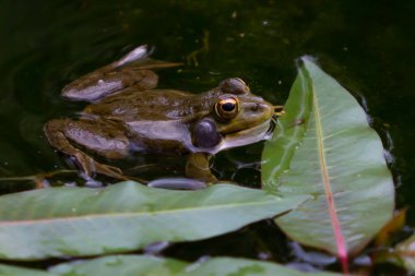 Su bitkileriyle dolu bir lagünün durgun sularında koyu benekli yeşil derili kurbağalar. Küçük amfibiler. Tatlı su sürüngenleri.