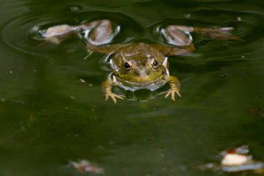 Su bitkileriyle dolu bir lagünün durgun sularında koyu benekli yeşil derili kurbağalar. Küçük amfibiler. Tatlı su sürüngenleri.