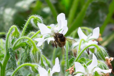 Bahar boyunca yeşil yapraklı beyaz bir çiçekten polen toplayan arılar. Böcek koleksiyonu. Çiçek nektarı.