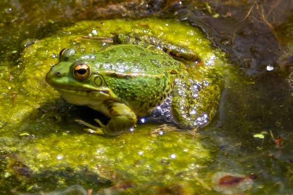 Green Skinned Frogs Dark Spots Stagnant Water Lagoon Aquatic Plants — Fotografia de Stock