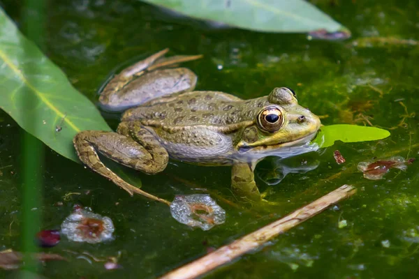 Зеленокожие Лягушки Темными Пятнами Застойной Воде Лагуны Водными Растениями Маленькие — стоковое фото