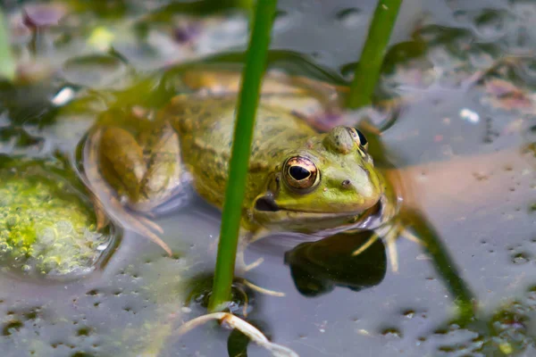 Rane Dalla Pelle Verde Con Macchie Scure Sull Acqua Stagnante — Foto Stock